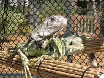 Mopar the iguana